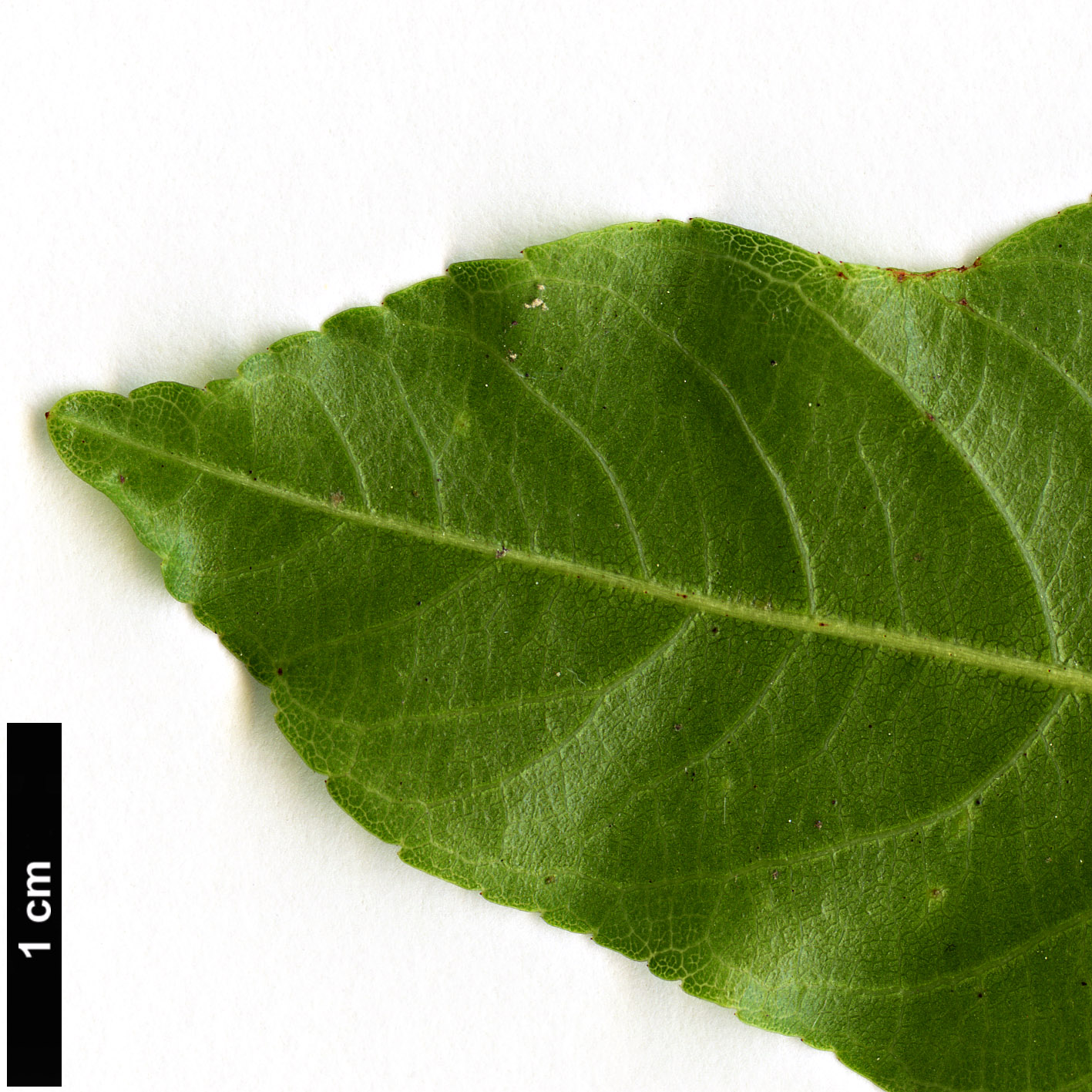 High resolution image: Family: Rhamnaceae - Genus: Frangula - Taxon: californica - SpeciesSub: subsp. occidentalis